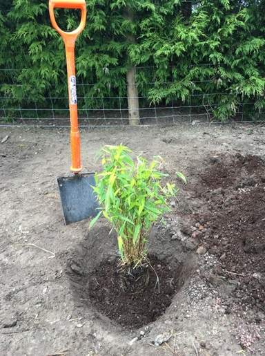 Bamboo in planting hole